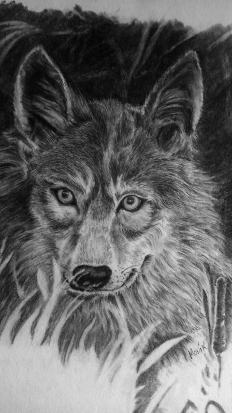 dessin crayon et mine de plomb loup-monica pallud